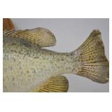 Taxidermy Crappie Wall Mount - 15 Inch Fish on Wood Plaque