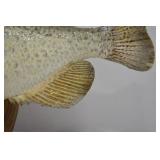 Taxidermy Crappie Wall Mount - 15 Inch Fish on Wood Plaque