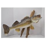 Mounted Walleye Fish Taxidermy on Driftwood, Approx. 31 Inches