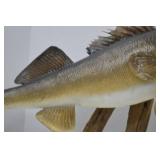 Mounted Walleye Fish Taxidermy on Driftwood, Approx. 31 Inches
