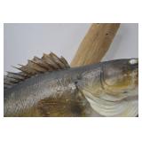Mounted Walleye Fish Taxidermy on Driftwood, Approx. 31 Inches