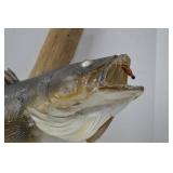 Mounted Walleye Fish Taxidermy on Driftwood, Approx. 31 Inches