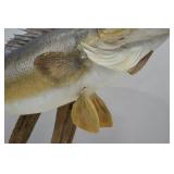 Mounted Walleye Fish Taxidermy on Driftwood, Approx. 31 Inches