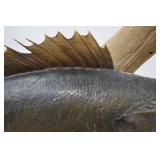 Mounted Walleye Fish Taxidermy on Driftwood, Approx. 31 Inches