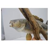 Mounted Walleye Fish Taxidermy on Driftwood, Approx. 31 Inches
