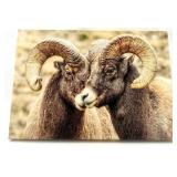 Rowan Nyman Signed Bighorn Bromance Canvas Print with Certificate