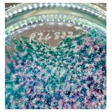 Caithness Art Glass Paperweight with Box and Purple Blue Swirl Design