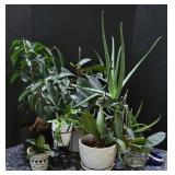 K - Collection of 6 Assorted Indoor Houseplants in Decorative Pots