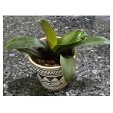 K - Collection of 6 Assorted Indoor Houseplants in Decorative Pots