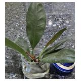 K - Collection of 6 Assorted Indoor Houseplants in Decorative Pots