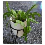 K - Collection of 6 Assorted Indoor Houseplants in Decorative Pots