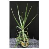 K - Collection of 6 Assorted Indoor Houseplants in Decorative Pots