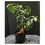 K - Collection of 6 Assorted Indoor Houseplants in Decorative Pots
