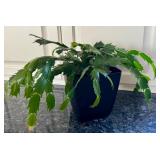 K - Christmas Cactus in 6 Inch Planter