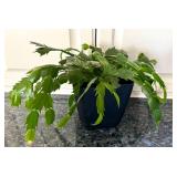 K - Christmas Cactus in 6 Inch Planter