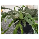 K - Christmas Cactus in 6 Inch Planter