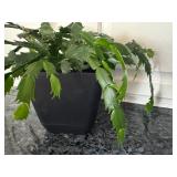 K - Christmas Cactus in 6 Inch Planter