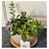 K - Assorted Succulent Arrangement in Ceramic Planter