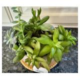 K - Assorted Succulent Arrangement in Ceramic Planter