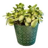K - Jade Plant in Decorative 6-Inch Planter