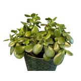 K - Jade Plant in Decorative 6-Inch Planter