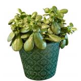 K - Jade Plant in Decorative 6-Inch Planter