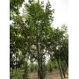 Northern Pin Oak