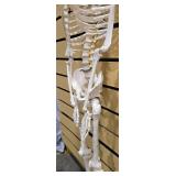 Flexible Life-Size Human Skeleton Anatomy Model (5877710)