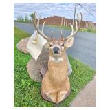 LARGE Whitetail Taxidermy Buck Mount w/Paperwork