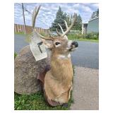 LARGE Whitetail Taxidermy Buck Mount w/Paperwork