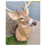 LARGE Whitetail Taxidermy Buck Mount w/Paperwork