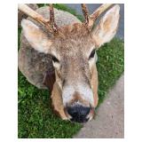 LARGE Whitetail Taxidermy Buck Mount w/Paperwork