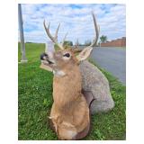 LARGE Whitetail Taxidermy Buck Mount w/Paperwork