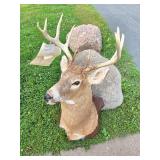 LARGE Whitetail Taxidermy Buck Mount w/Paperwork
