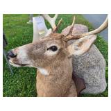 LARGE Whitetail Taxidermy Buck Mount w/Paperwork