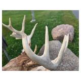 LARGE Whitetail Taxidermy Buck Mount w/Paperwork