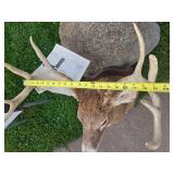 LARGE Whitetail Taxidermy Buck Mount w/Paperwork