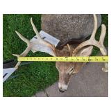 LARGE Whitetail Taxidermy Buck Mount w/Paperwork