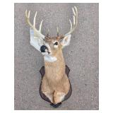 LARGE Whitetail Taxidermy Buck Mount w/Paperwork