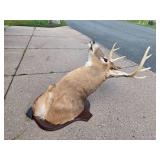 LARGE Whitetail Taxidermy Buck Mount w/Paperwork
