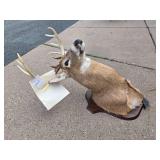 LARGE Whitetail Taxidermy Buck Mount w/Paperwork