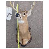 LARGE Whitetail Taxidermy Buck Mount w/Paperwork