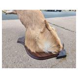 LARGE Whitetail Taxidermy Buck Mount w/Paperwork