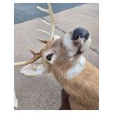 LARGE Whitetail Taxidermy Buck Mount w/Paperwork