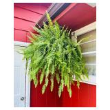 Large Outdoor Hanging Fern in Pot