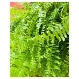 Large Outdoor Hanging Fern in Pot