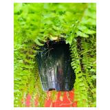 Large Outdoor Hanging Fern in Pot
