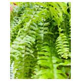 Large Outdoor Hanging Fern in Pot