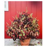 VERY Large Clay Potted Plant