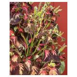 VERY Large Clay Potted Plant